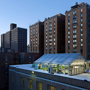 NY Hearts Rooftop Greenhouses