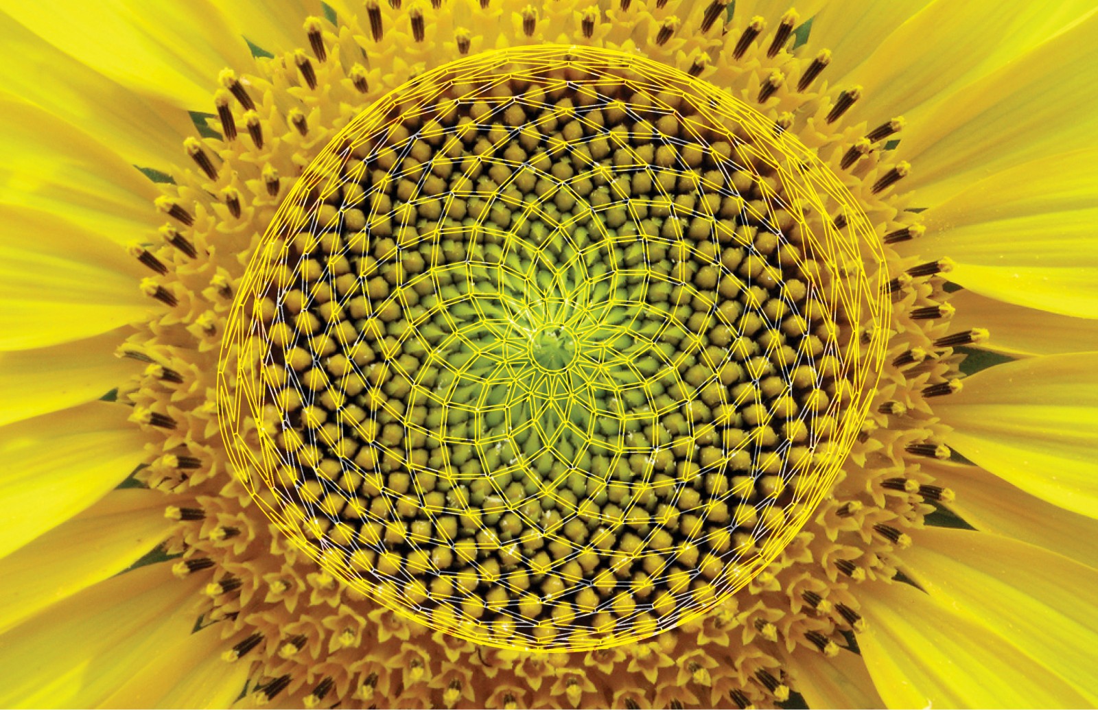 biomesunflower Edible Infrastructures